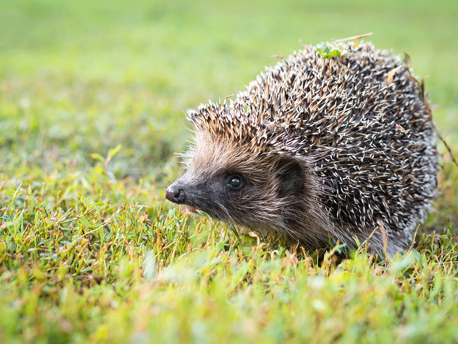 Igel im Gras: Nahaufnahme eines kleinen Igel, der sich durch grünes Gras bewegt.