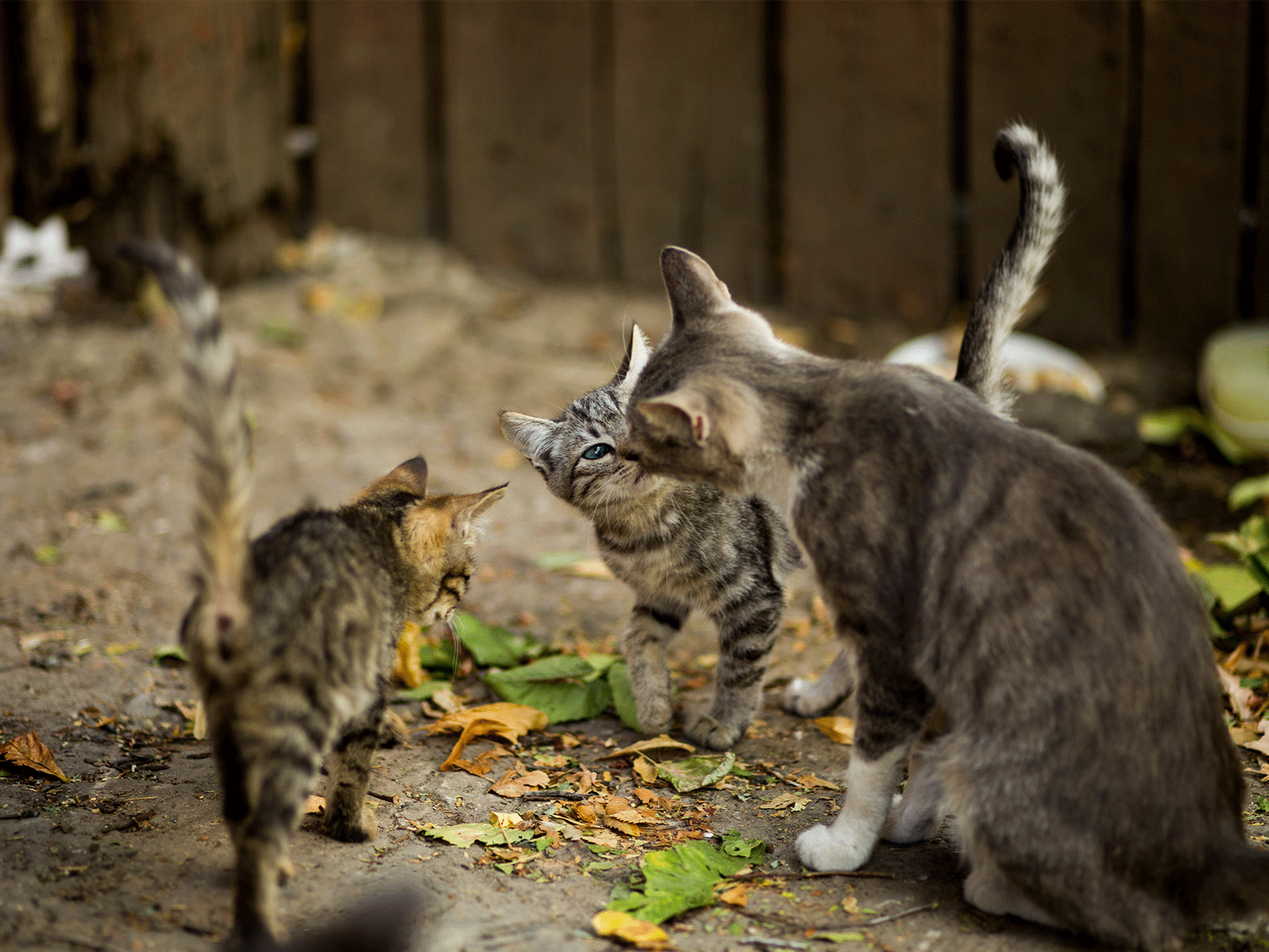 Katze und zwei kleine Kätzchen.