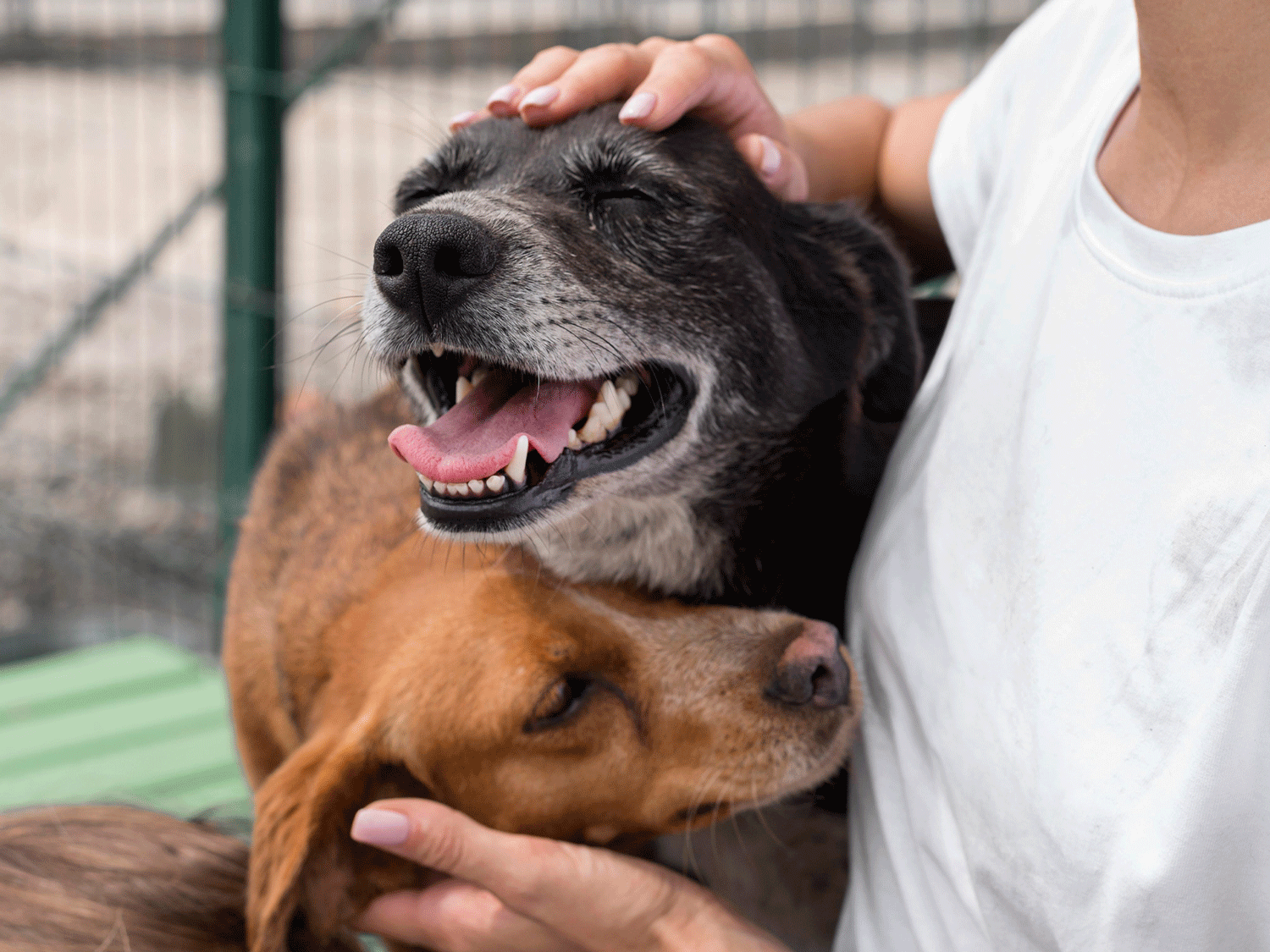 Hunde werden liebevoll gestreichelt. Die Tiere entspannen und zeigen deutliche Freude an der Zuwendung.